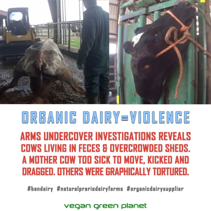 ORGANIC DAIRY FARM ~NATURAL PRAIRIE DAIRY IS EXPOSED FOR VIOLENT CRUELTY |  Vegan Green Planet